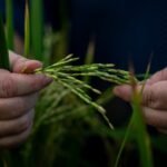 Rice farming science in race to reduce grain's climate change impacts