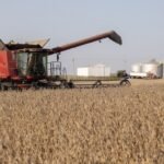 Soybeans are harvested with a Case IH combine harvester in Wyanet, Illinois