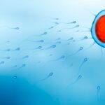 An illustration of sperm swimming towards an egg