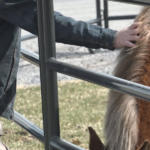 Equine Wellness Expo addresses vet shortage, horse health