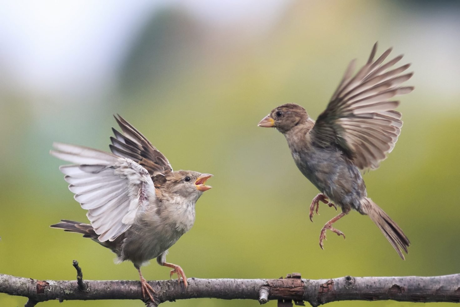 Two young birds fighting on a branch.