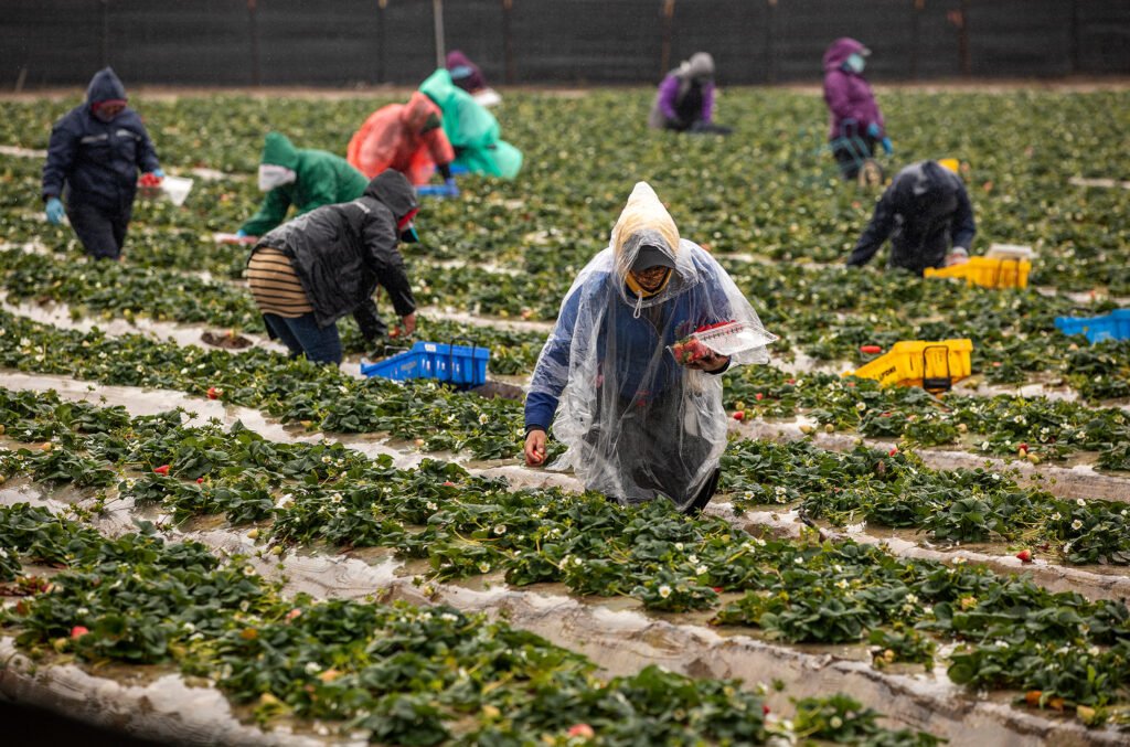 Farmworkers pick strawberries on a field in Oxnard, Calif. ICN’s “Captured” series won the health and science category at SABEW’s Best in Business Awards. Credit: Mel Melcon/Los Angeles Times via Getty Images